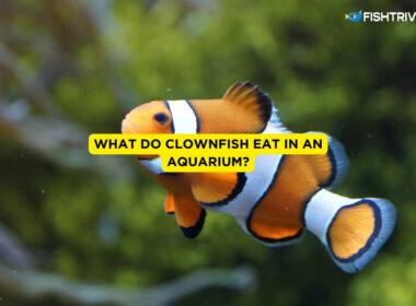 What Do Clownfish Eat In An Aquarium