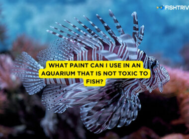 What Paint Can I Use In An Aquarium That Is Not Toxic To Fish