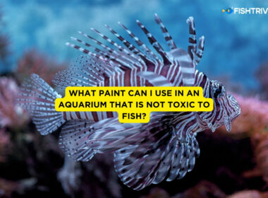 What Paint Can I Use In An Aquarium That Is Not Toxic To Fish