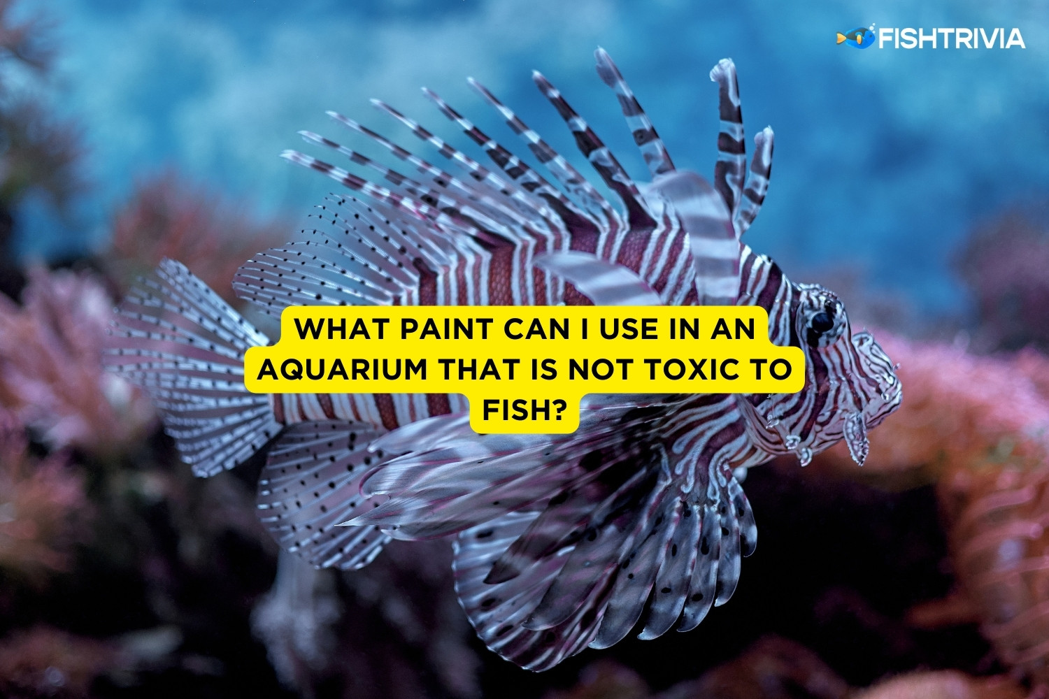 What Paint Can I Use In An Aquarium That Is Not Toxic To Fish FishTrivia