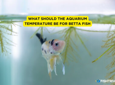 What Should the Aquarium Temperature be for Betta Fish