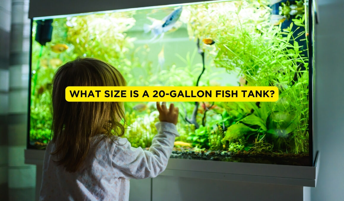 What Size is a 20-Gallon Fish Tank