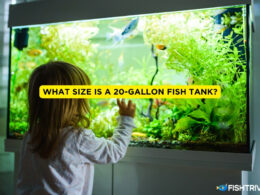 What Size is a 20-Gallon Fish Tank