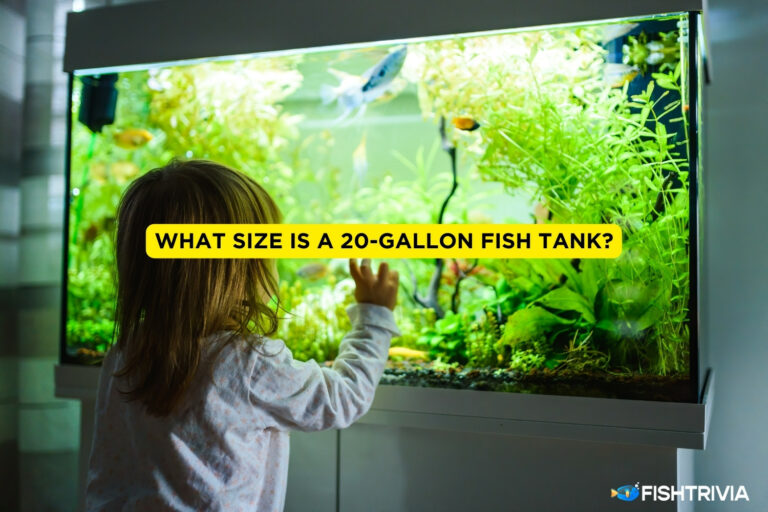 What Size is a 20-Gallon Fish Tank