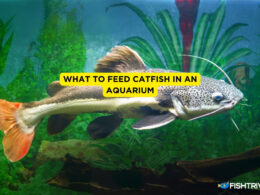 What to Feed Catfish In An Aquarium