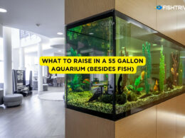 What to Raise In a 55 Gallon Aquarium (Besides Fish)