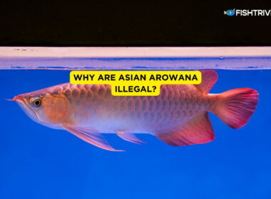 Why Are Asian Arowana Illegal