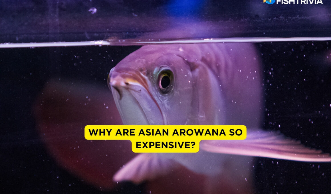 Why Are Asian Arowana So Expensive