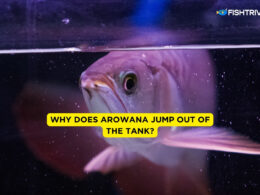 Why Does Arowana Jump Out of the Tank