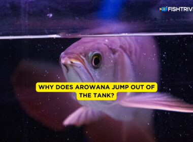 Why Does Arowana Jump Out of the Tank