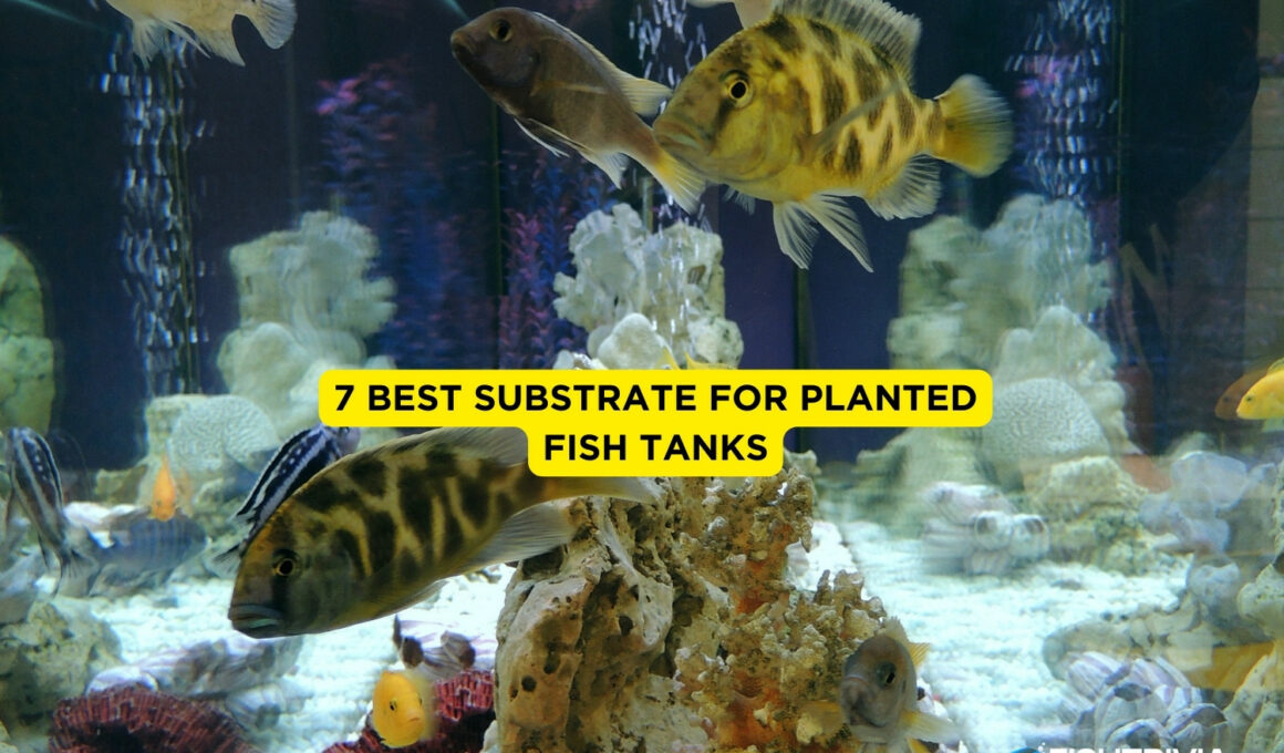 aquarium substrate