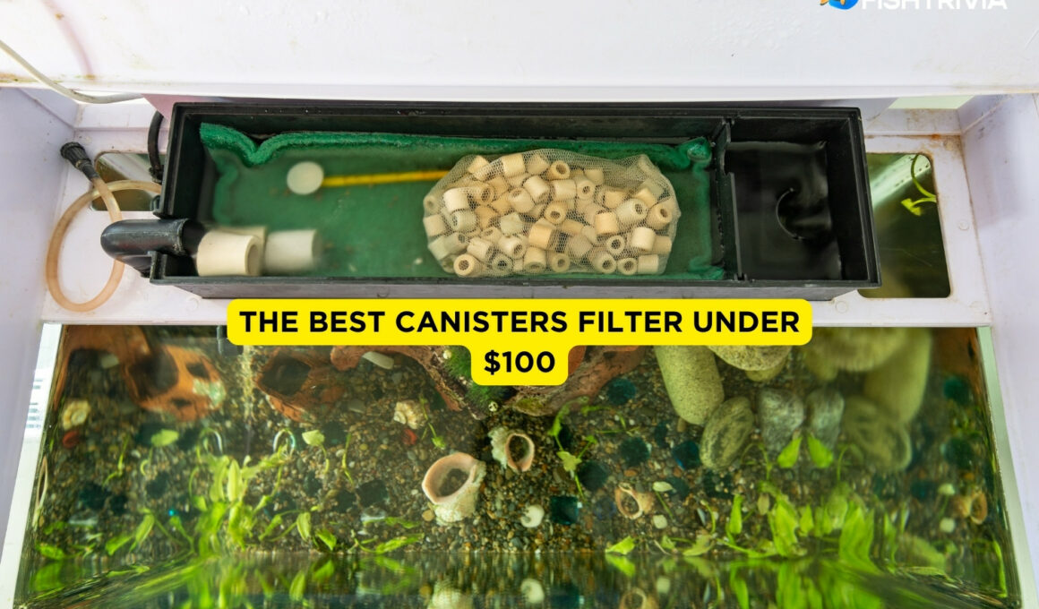 best canisters filter under $100