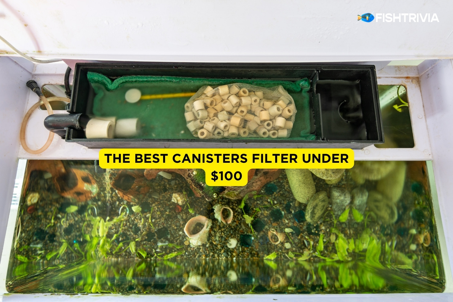 7 Best Canister Filter Under 100 (Updated 2024) FishTrivia