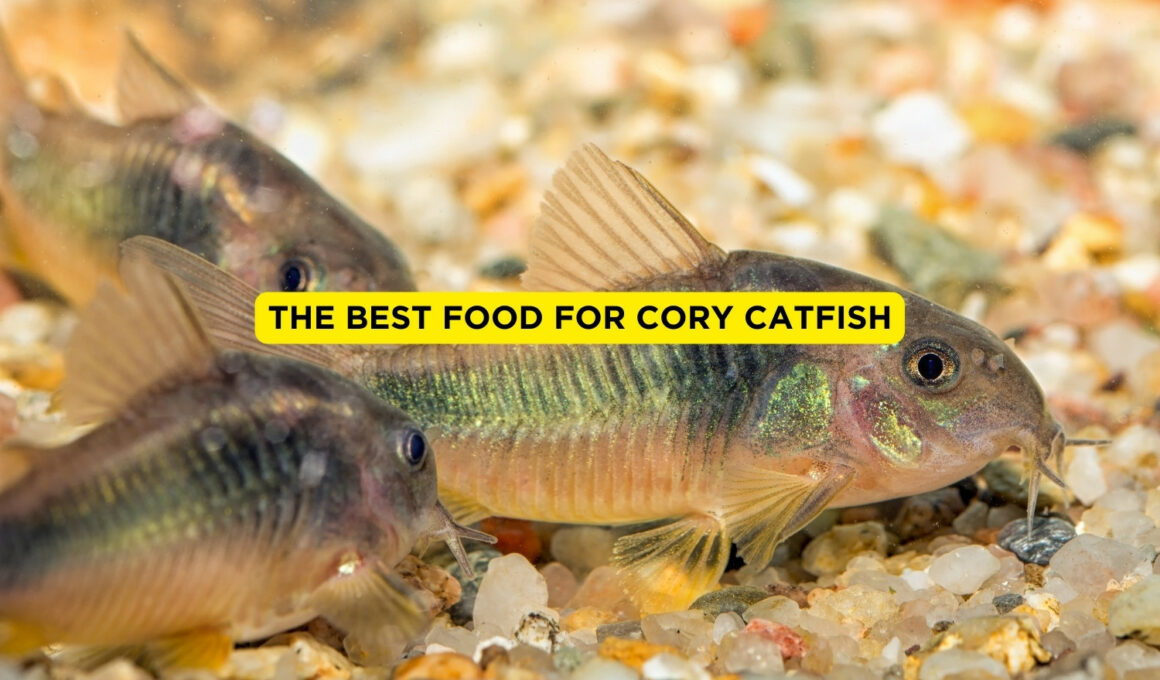 best food for cory catfish