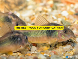 best food for cory catfish