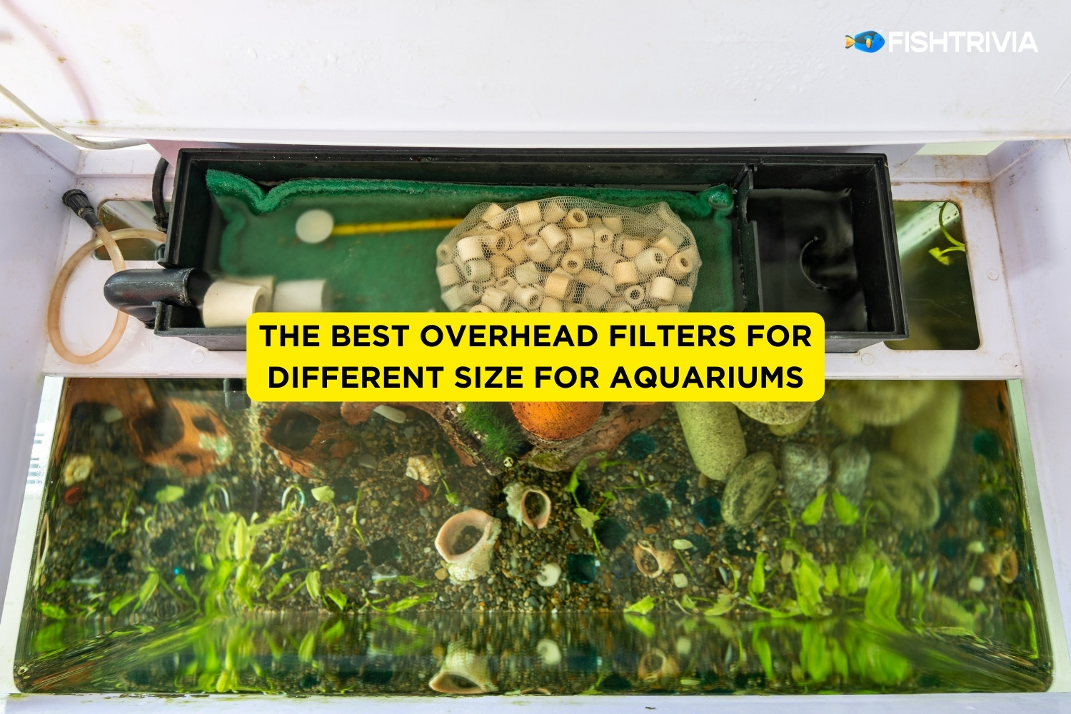 The Best Overhead Filters For Aquariums 2024 (Tested) FishTrivia