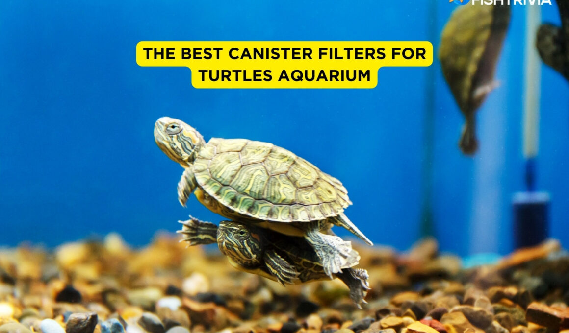 the Best Canister Filters for Turtles Aquarium