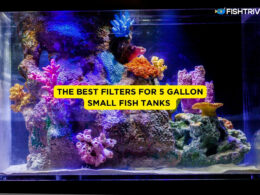 the Best Filters for 5 Gallon Small Fish Tanks