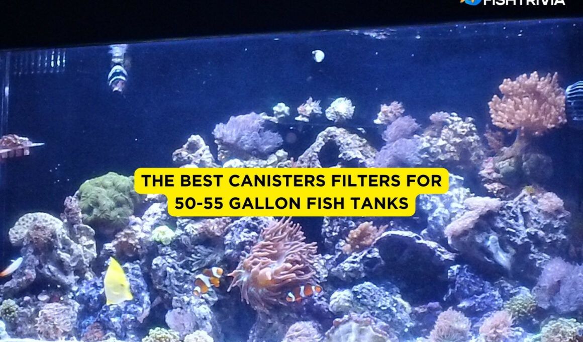 the best canisters filters for 50-55 gallon fish tanks
