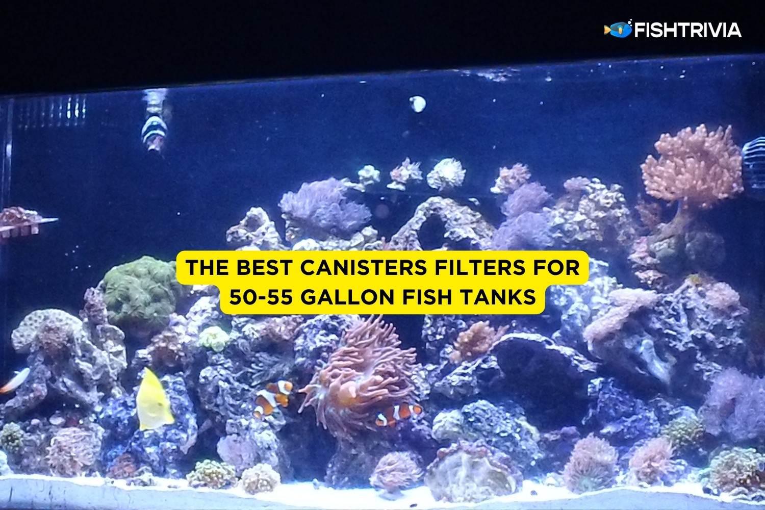 8 Best Canister Filters For 5055 Gallon Fish Tanks (2024) FishTrivia