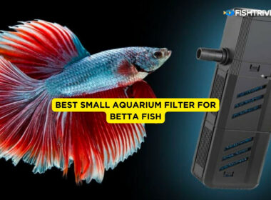 Best Small Aquarium Filter for Betta Fish
