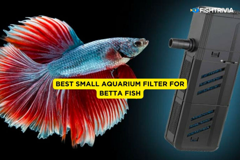 Best Small Aquarium Filter for Betta Fish