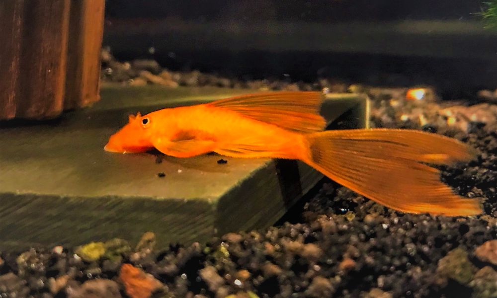 Longfin Bristlenose Pleco