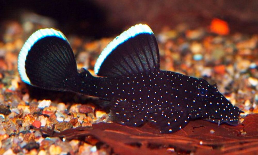 Bristlenose Pleco as best goldfish tank mates 