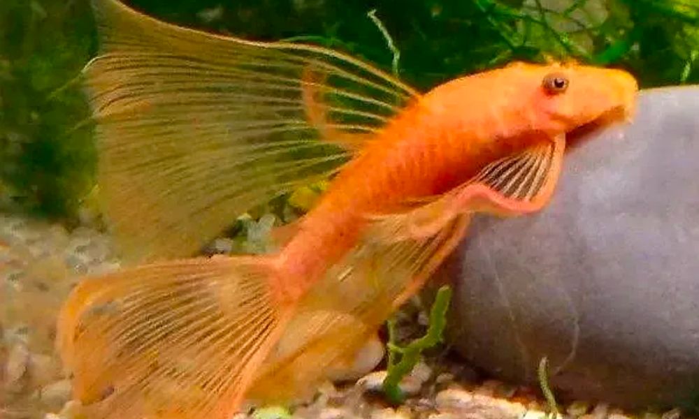 Super Red Bristlenose Pleco
