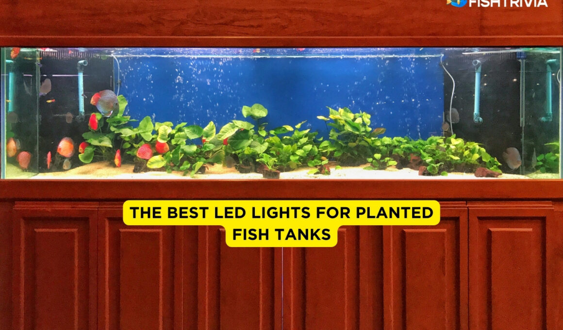 The Best LED Lights for Planted Fish Tanks