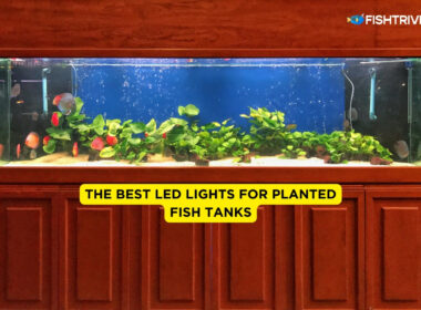 The Best LED Lights for Planted Fish Tanks