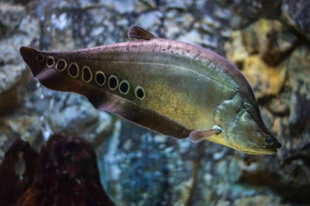 knifefish - fish without scales