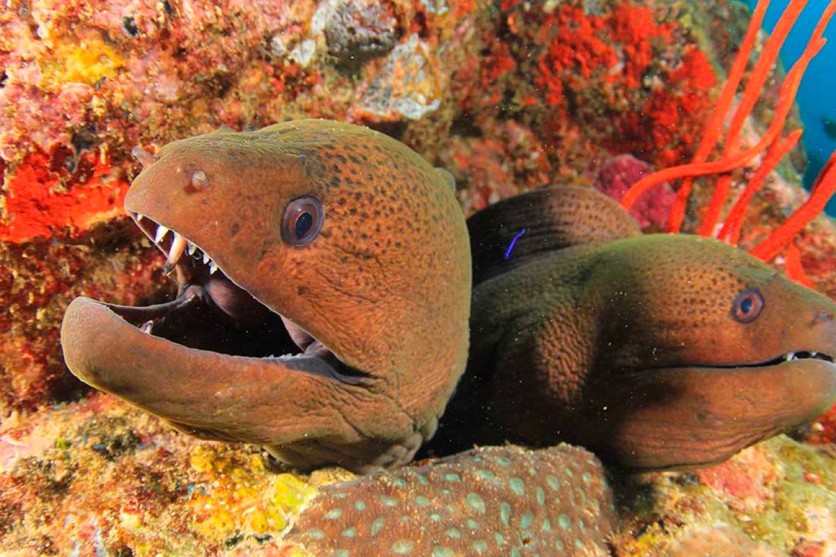 moray eels