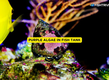 Purple Algae in Fish Tank
