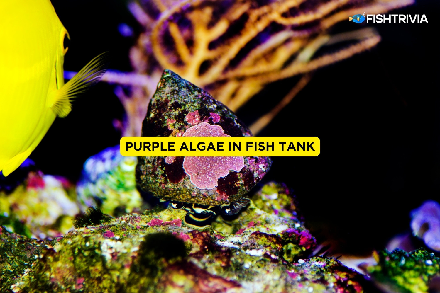 Purple Algae In Fish Tank Causes And What To Do FishTrivia