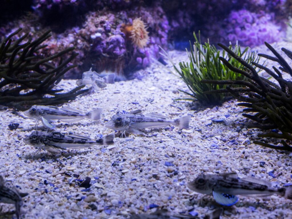 fish tank algae