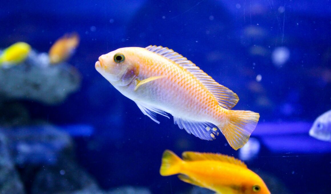 African Cichlids Care