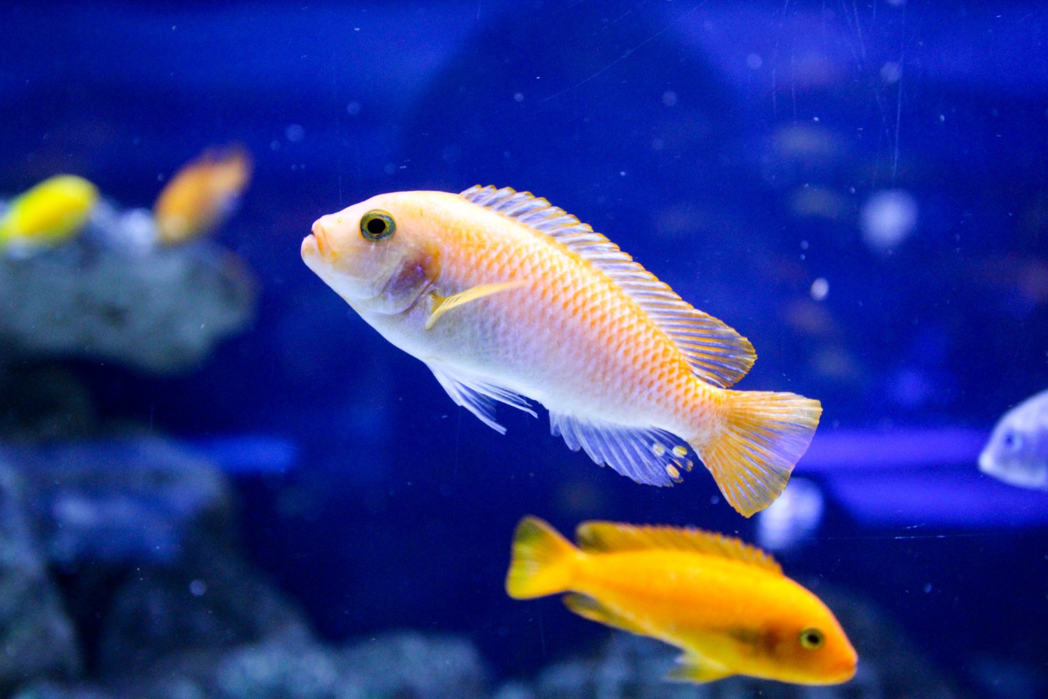 African Cichlids Care – Cichlid Care 101 (A Simple Guide for Beginners ...