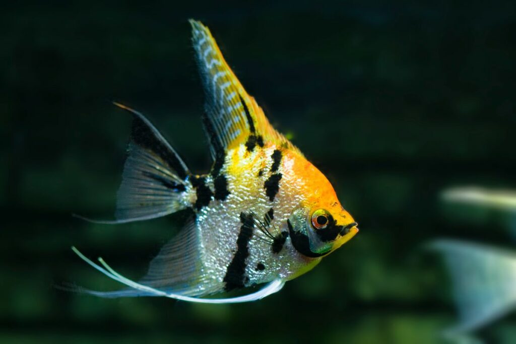 Do angelfish eat plant