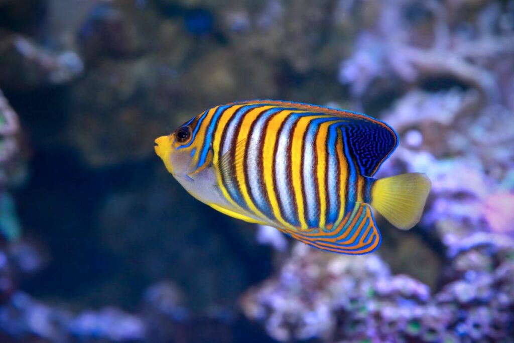 angelfish as pleco tank mate