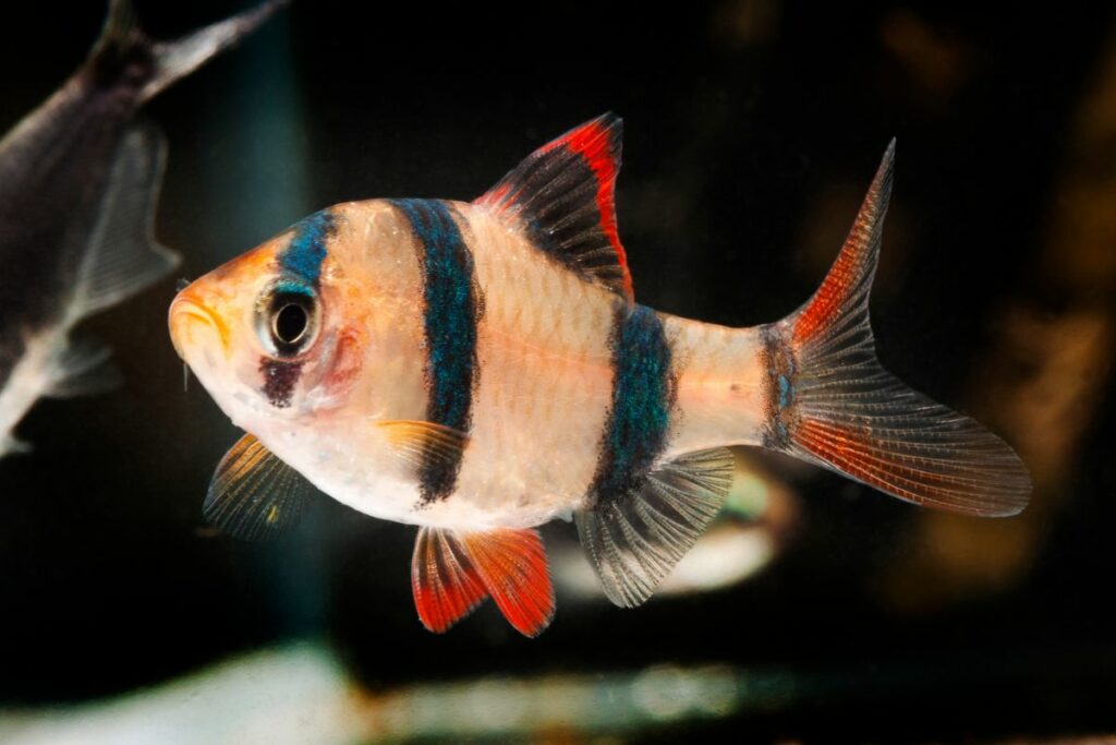 Facts about barb fish