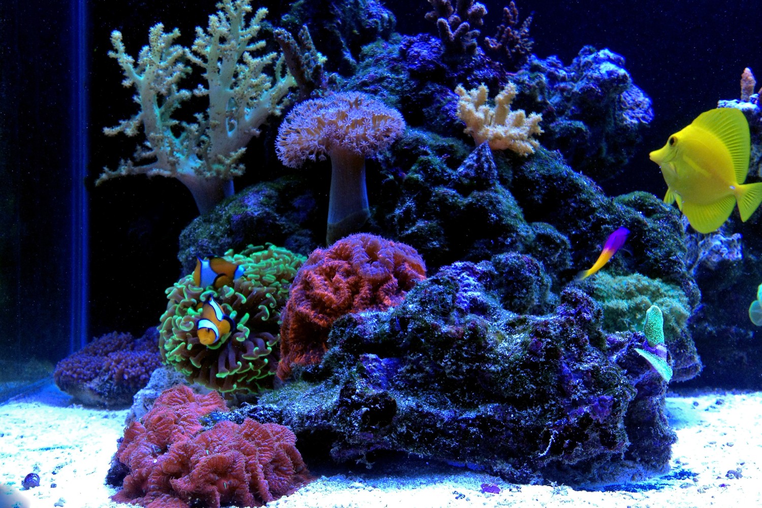 13 Best Fishes For A 36Gallon Tank FishTrivia