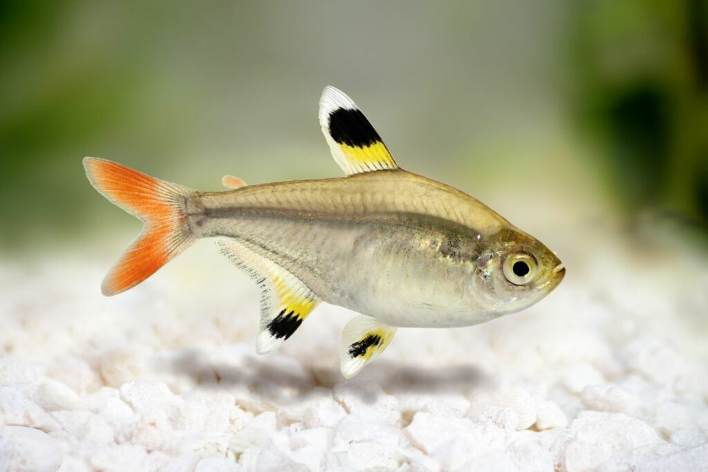 Cardinal Tetra