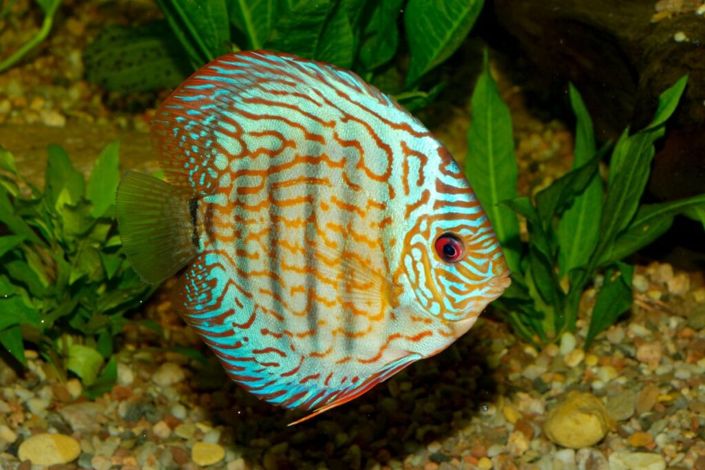 Can angelfish live with discus?