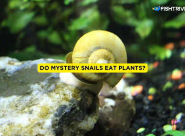 Do Mystery Snails Eat Plants