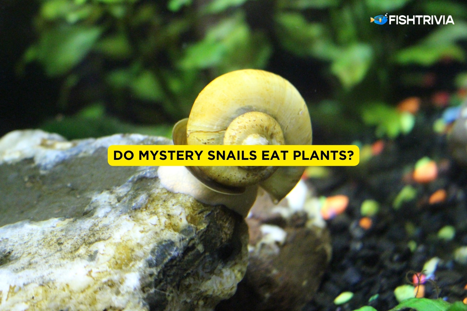 Do Mystery Snails Eat Plants? (Explained) FishTrivia