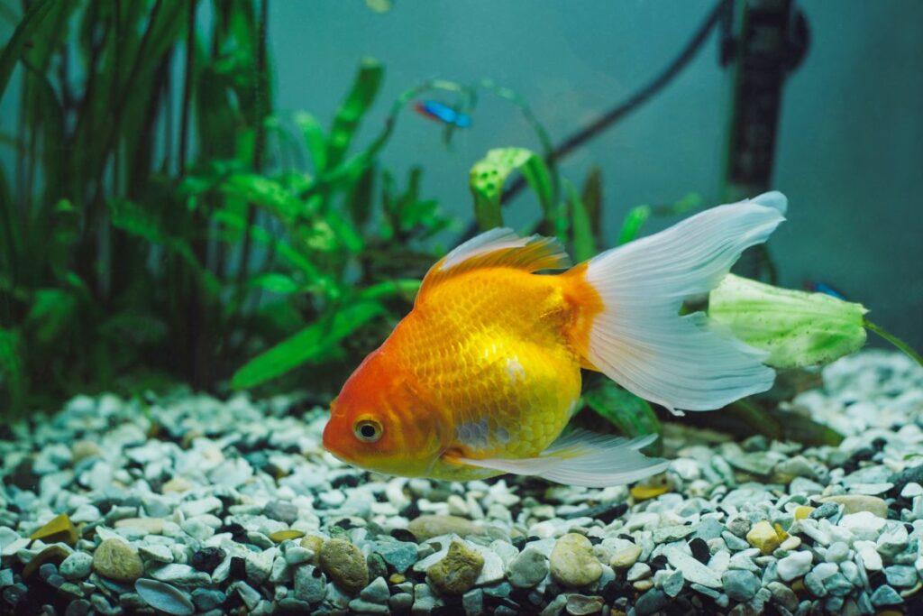 Are Bloodworms Good For Goldfish?