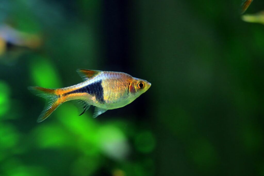 Harlequin Rasbora as the best tank mates for danios