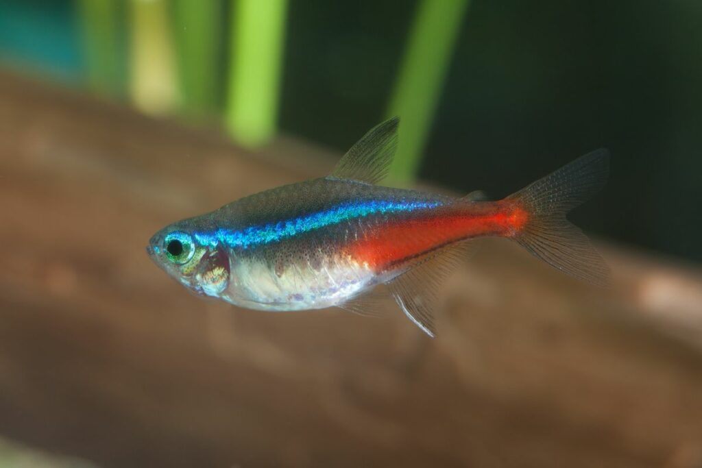 Neon tetra tank mates