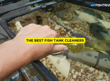 The Best Fish Tank Cleaners